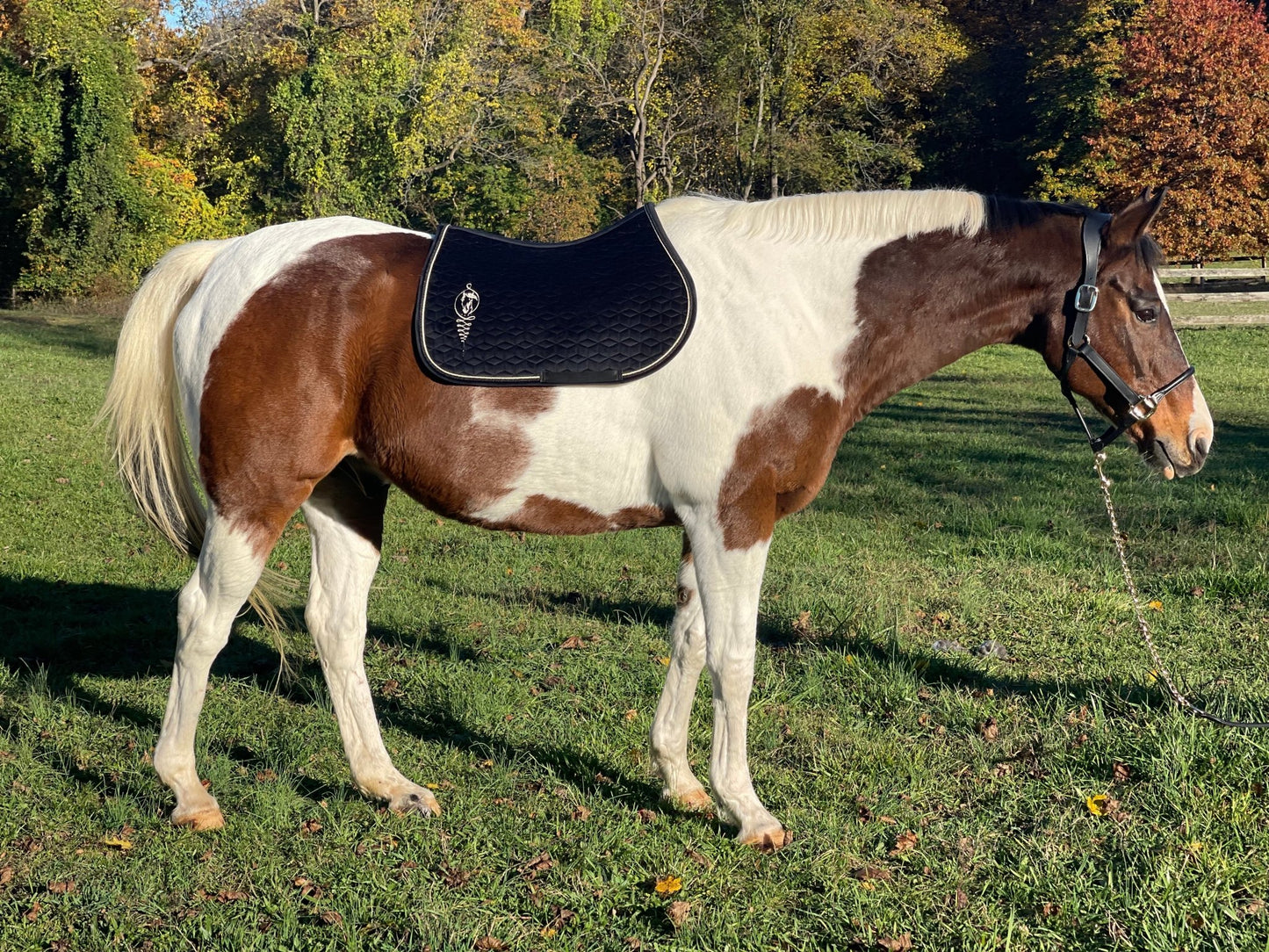 Velvet Jumping Saddle Pad - Camaroha Sutra